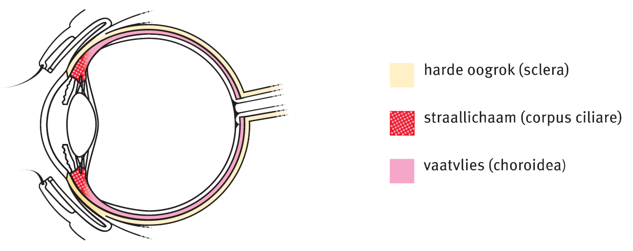 Sclera (harde oogrok)