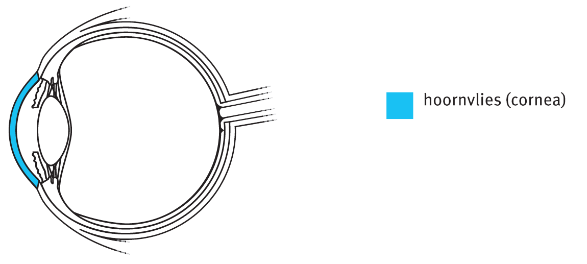 Hoornvlies (cornea)