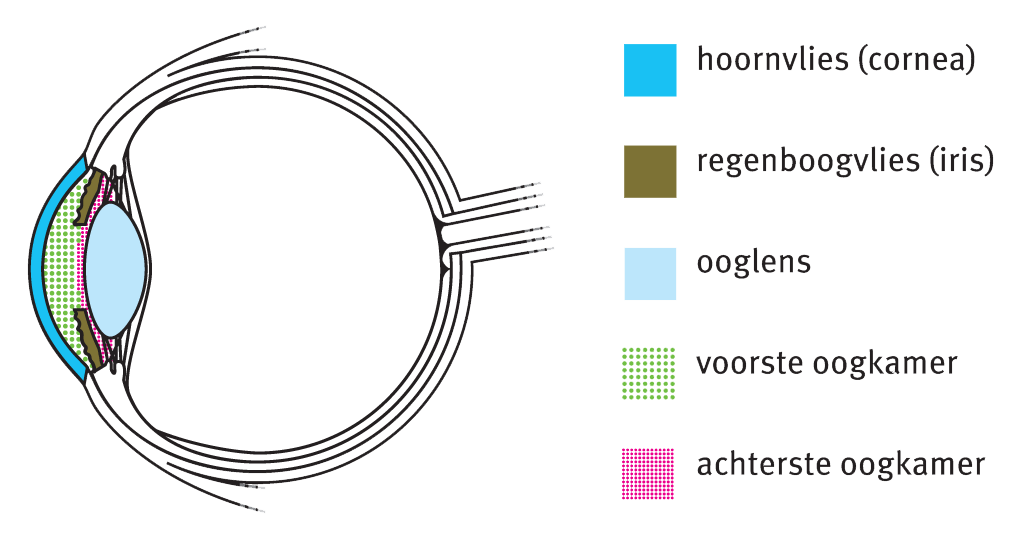 Voorste en achterste oogkamer