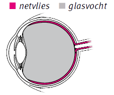 Netvlies en glasvocht