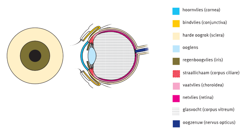 Werking van het oog